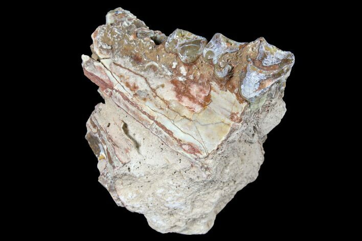 Oreodont (Merycoidodon) Jaw Section - South Dakota #128139